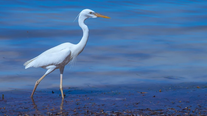 a white bird with a long neck walking in shallow water