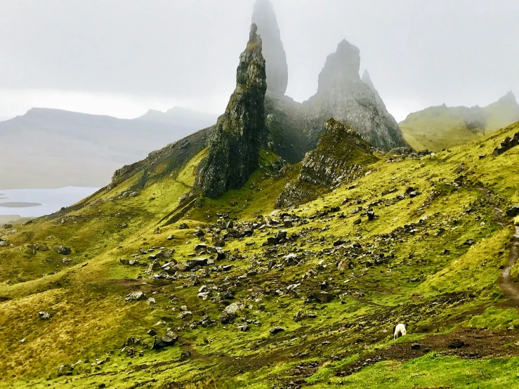 sheep graze on a green grass mountain