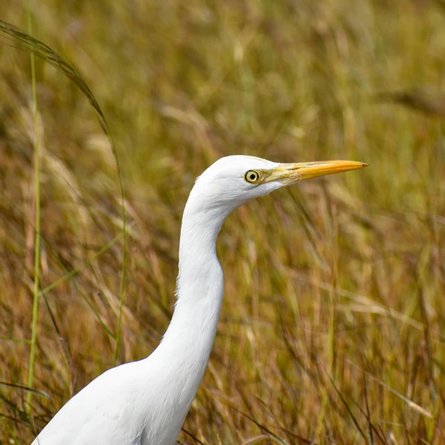 white bird with long neck standing in the grass