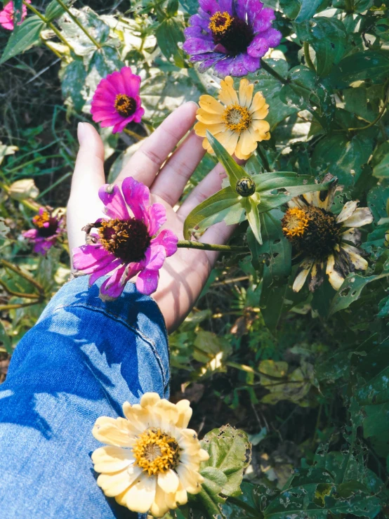 flowers growing from someone's hand on a flower patch