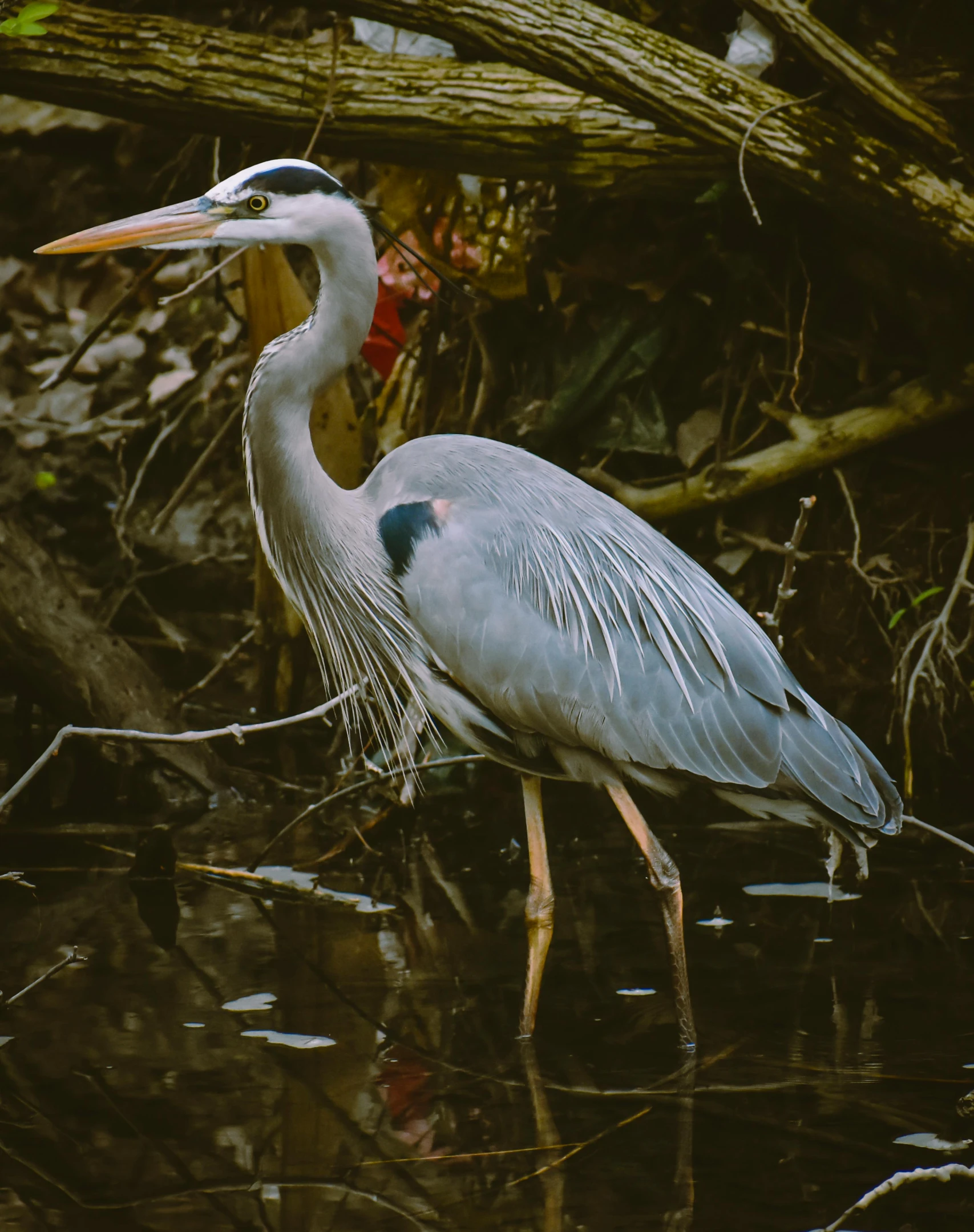 a white and gray bird is standing in the water