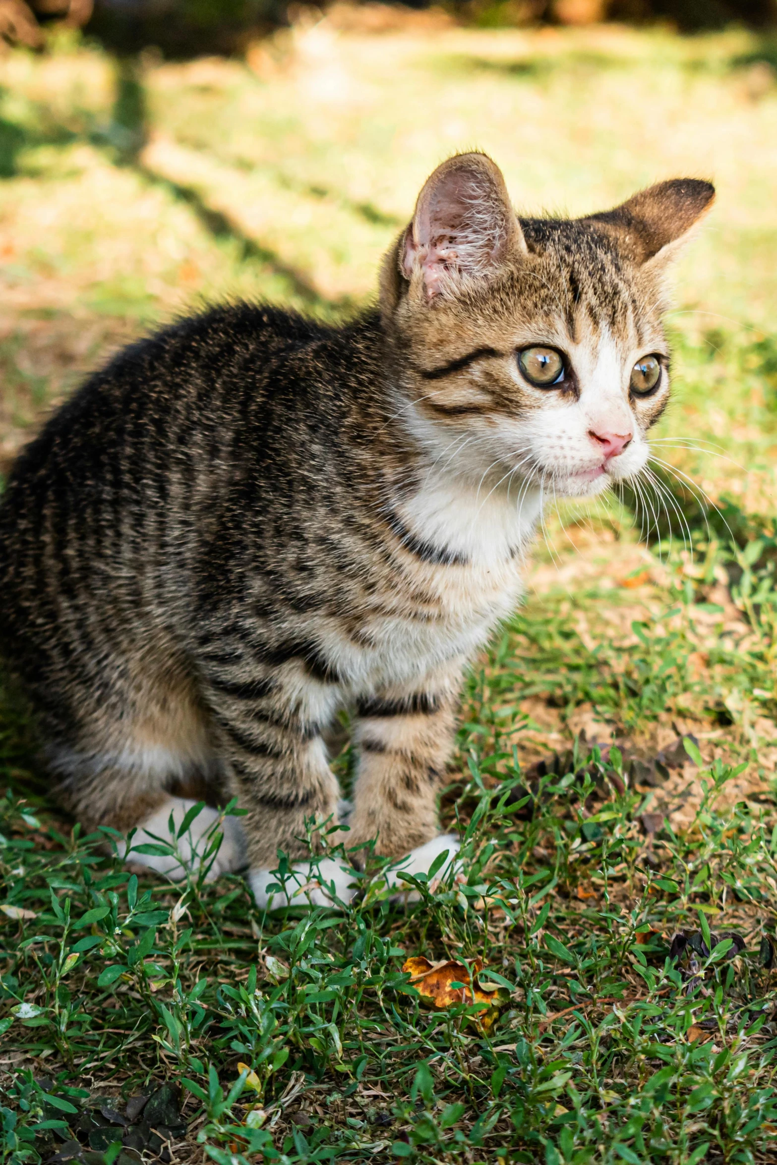 cat sitting in the grass staring ahead