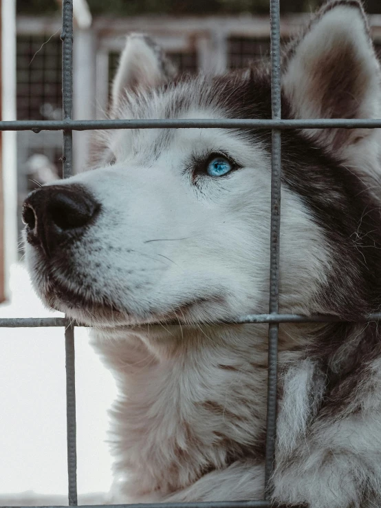 a husky is in a cage with blue eyes