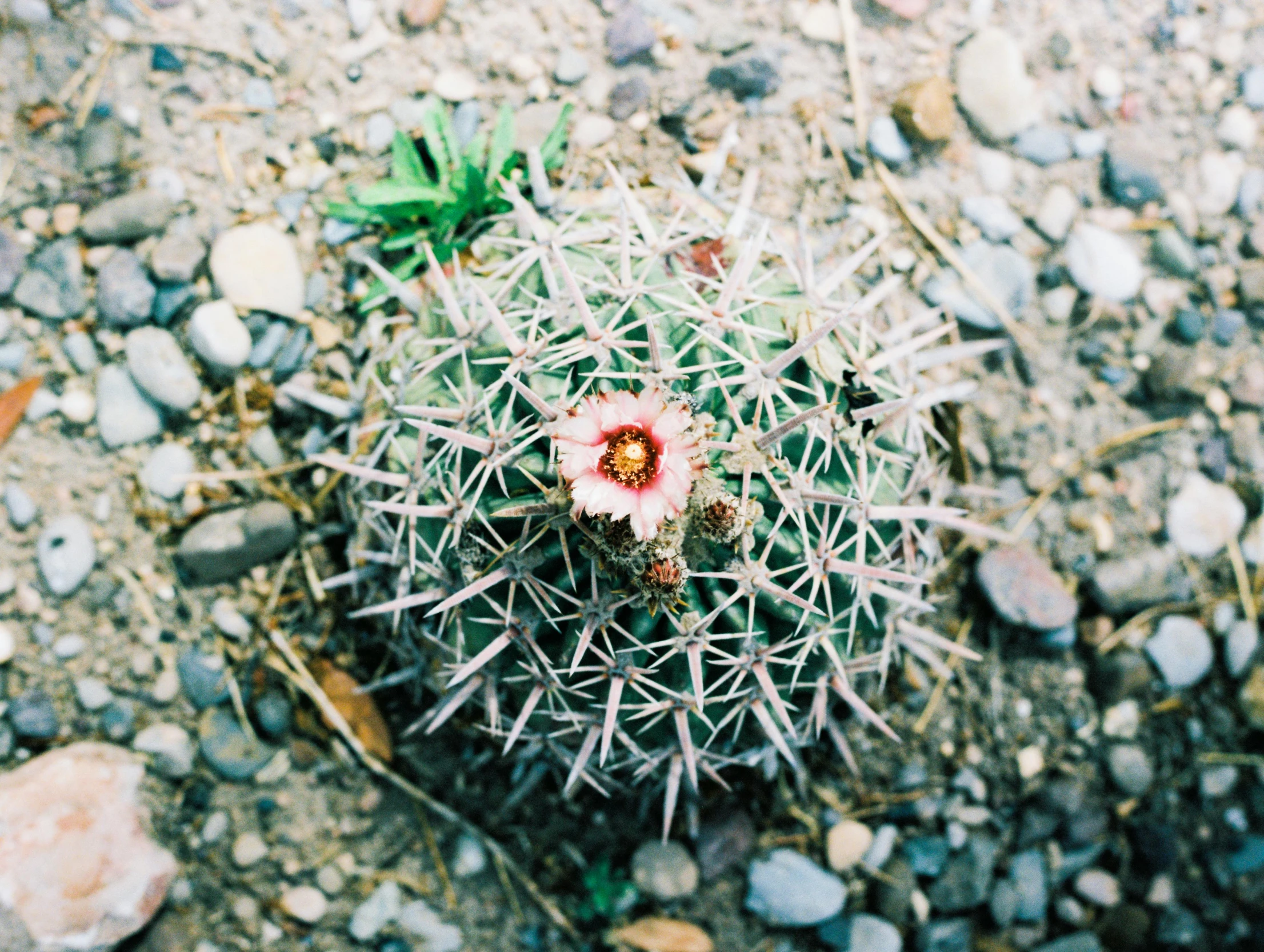 a small flower is on a dirt ground