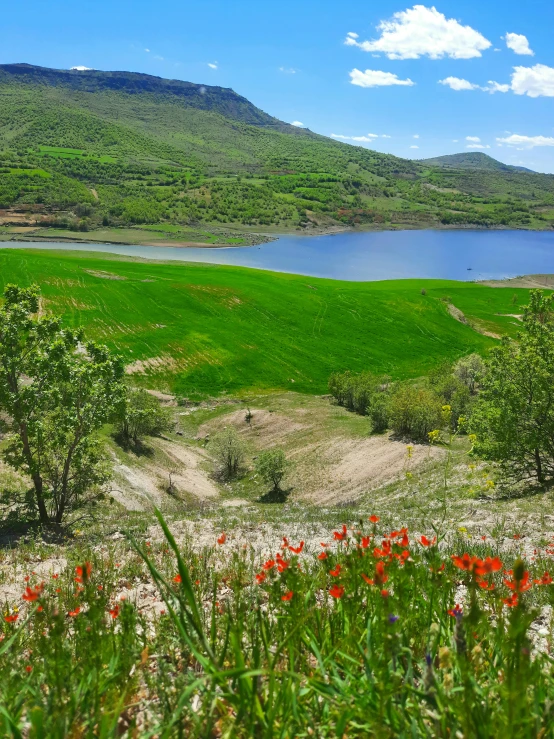 a lake is surrounded by lots of green plants