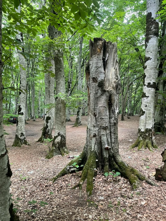 a group of trees with lots of leaves on them