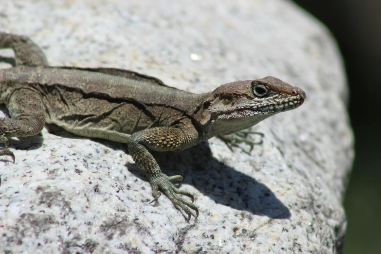 the lizard sits on a rock in the sunshine