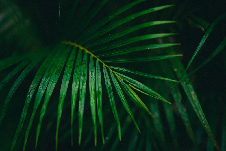 closeup of palm leaf and its frond