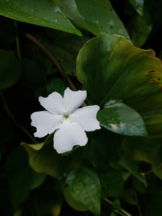 small white flower is blooming among greenery