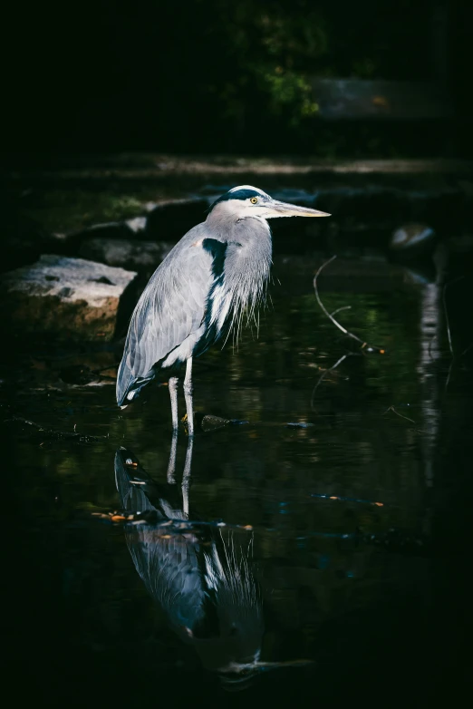 a bird standing in the water with a fish