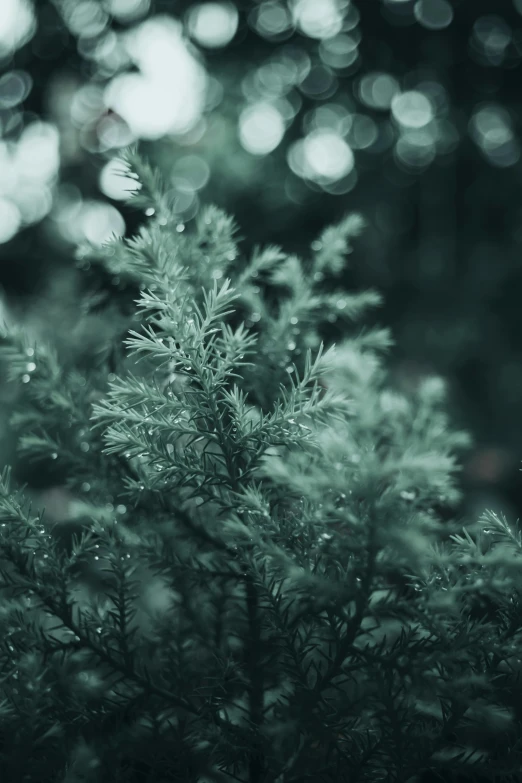 blurry pograph of many small trees with light coming from them