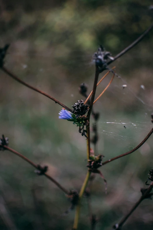 a blue flower sitting next to a nch