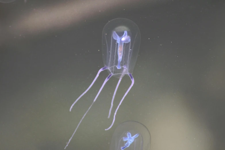 a large purple jellyfish floating in an aquarium