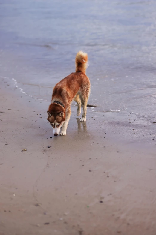 a dog that is standing in the sand