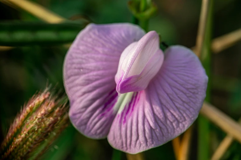 a pink flower that is blooming on some plants