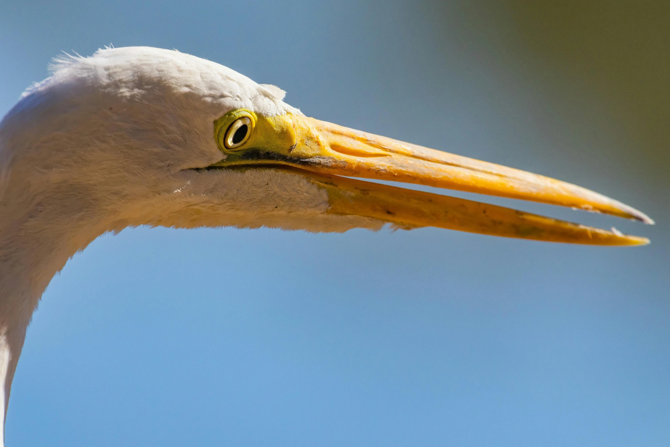 a bird with a large beak is looking straight ahead