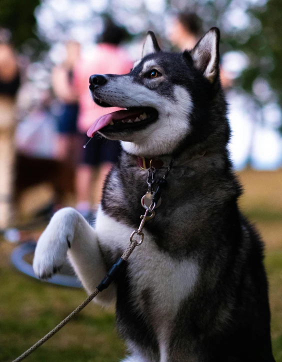 an husky with its tongue out is sitting on the ground