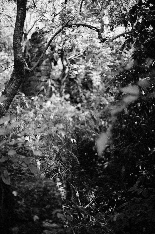 an old man taking a picture of some bushes and trees