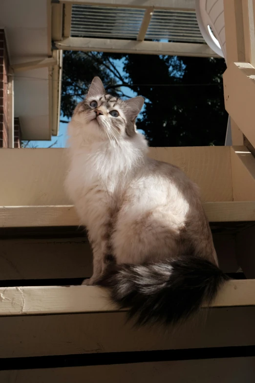 the long - haired cat sits in front of the window