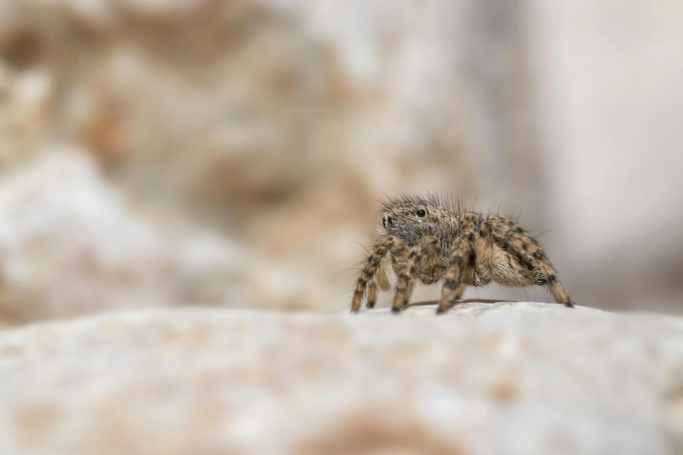 a spider crawls on the ground as it looks to be carrying its prey