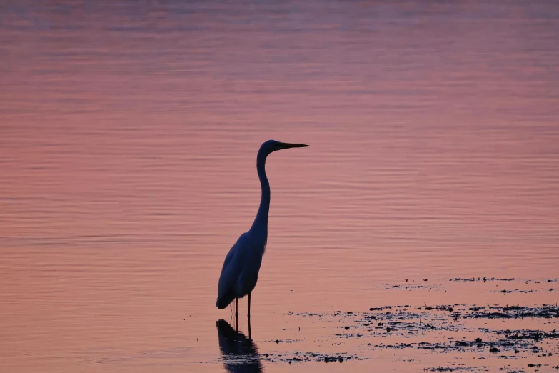 a bird is standing on some water in the middle of the day