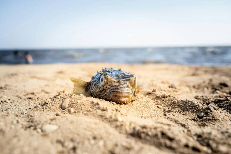 a single shell lays in the sand next to water