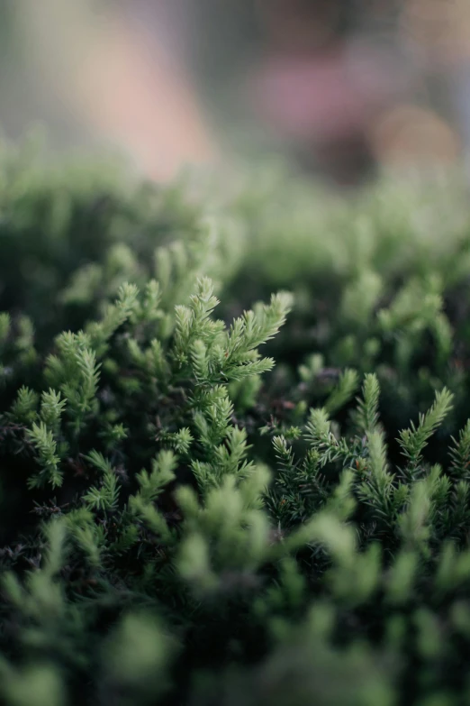 an image of closeup of pine needles