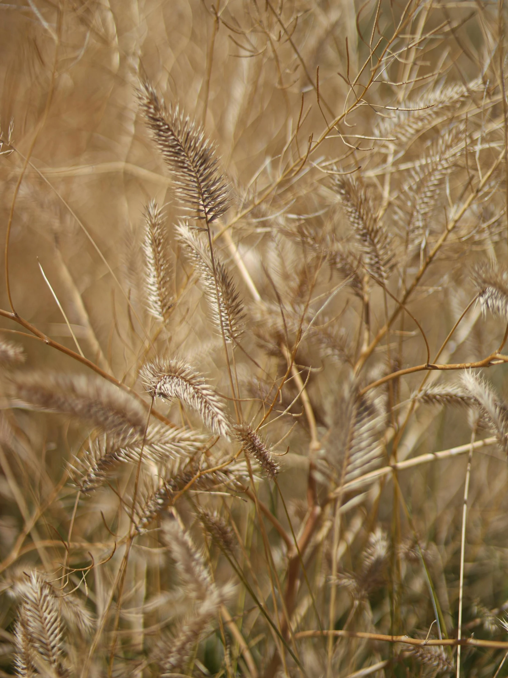 a close up picture of some grass in the foreground