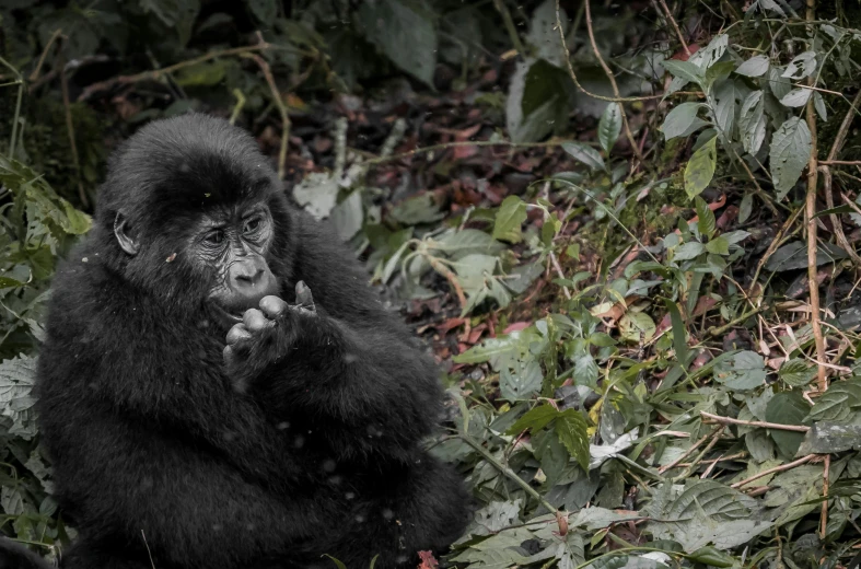 a gorilla looks up from his posture while sitting on a bush