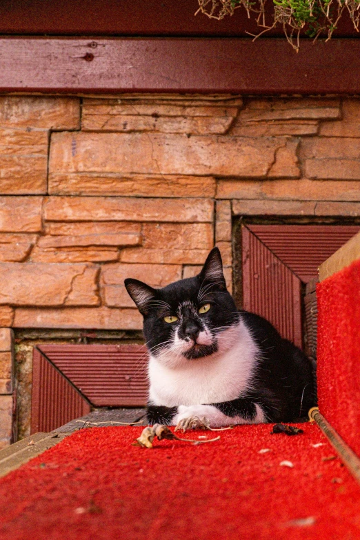 a cat sitting in front of a brick wall