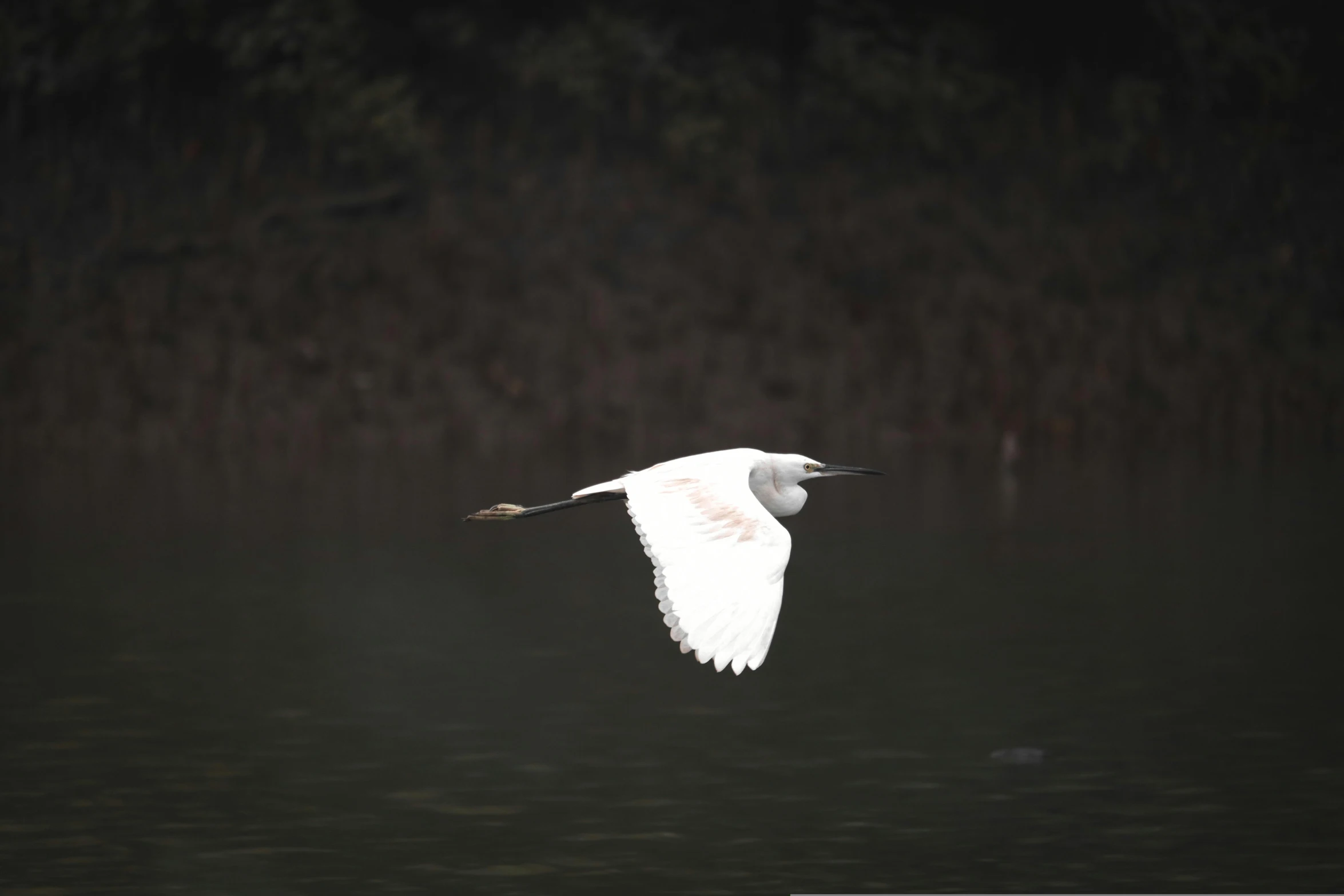 the bird is flying above the water by itself