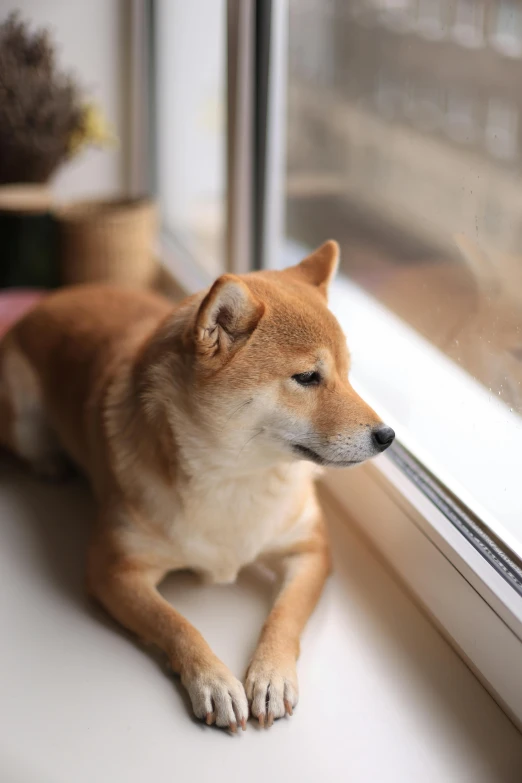 dog on window sill next to plant by large window