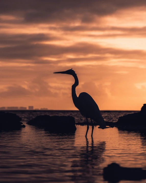 a large bird standing on top of a beach near the ocean