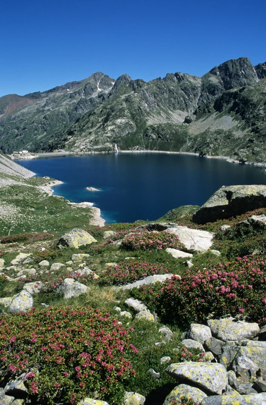 a pond surrounded by flowers with mountains in the background