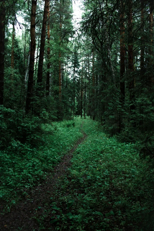 a trail running through a forest covered in green grass