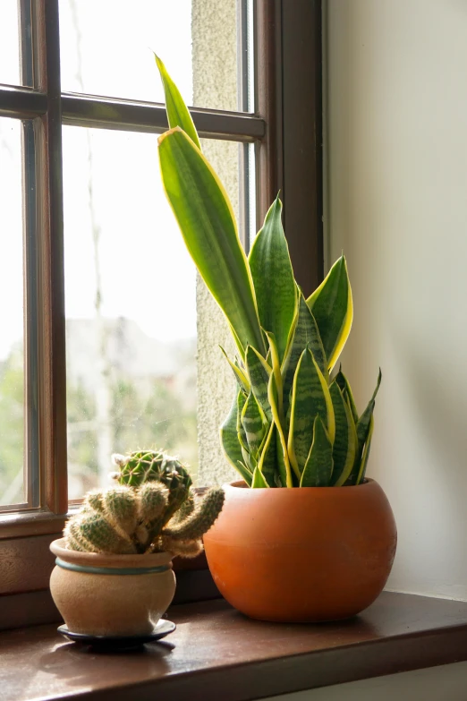 two small succulents sit on the windowsill near an open window