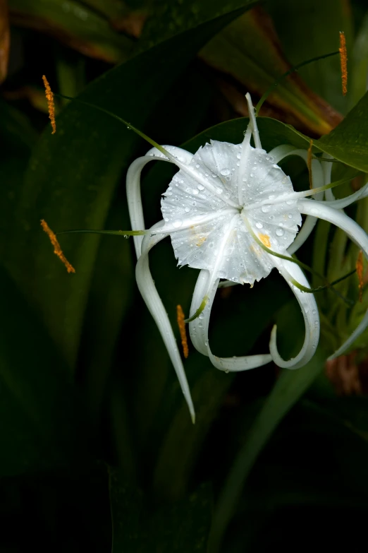 a white flower is on top of some green leaves