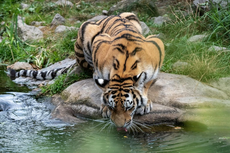 a tiger drinking from a creek surrounded by grass