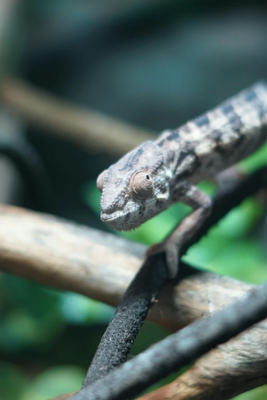 a gray and brown lizard resting on the side of a nch