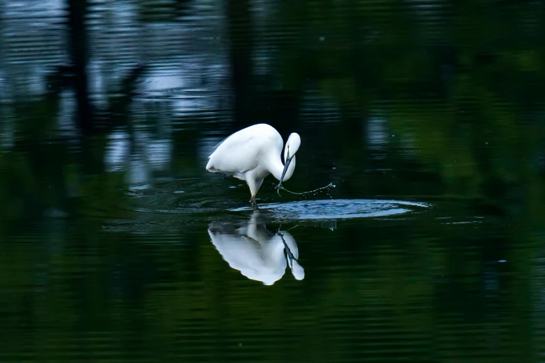 a white bird that is standing in the water