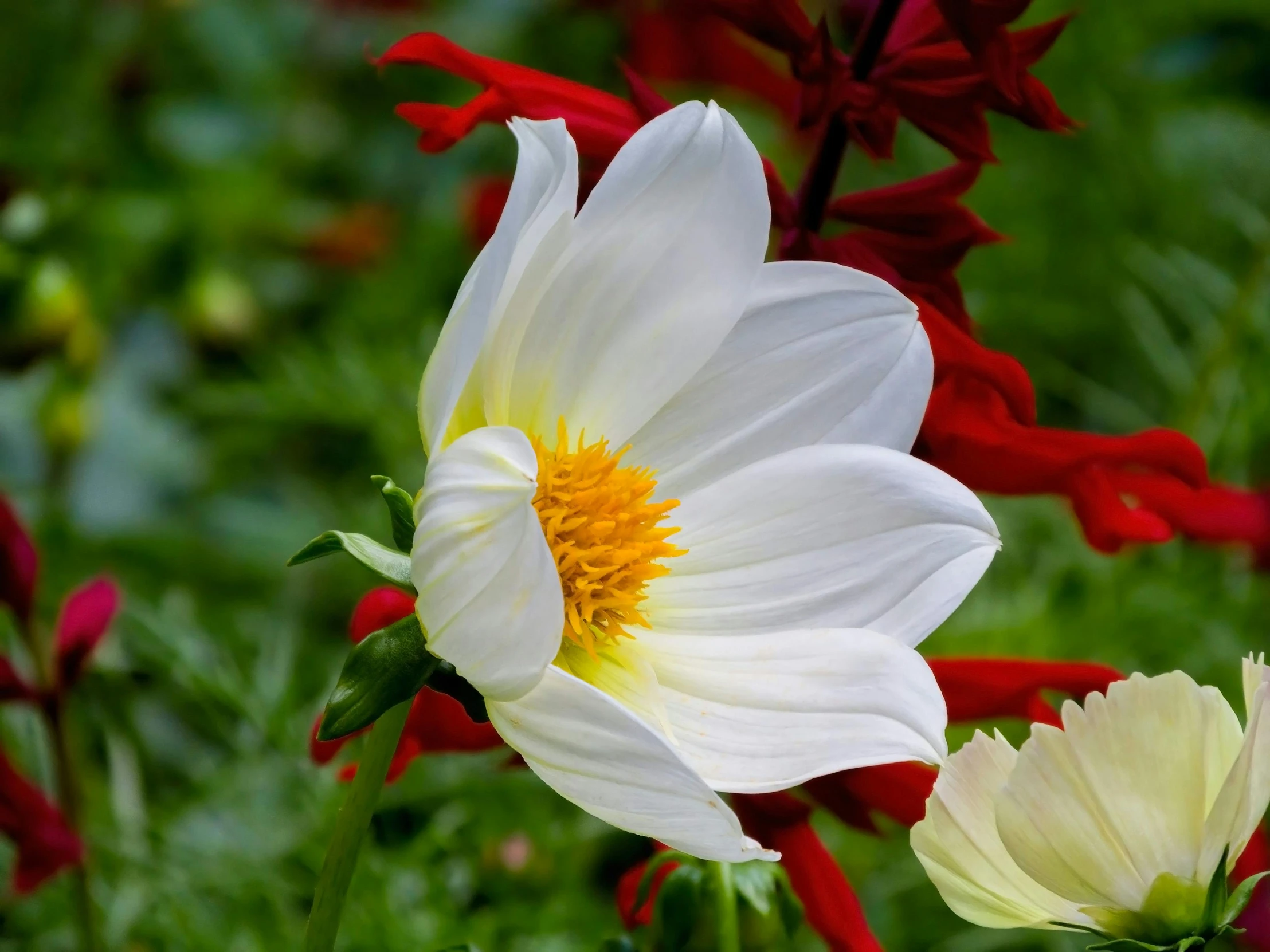 many red and white flowers in bloom