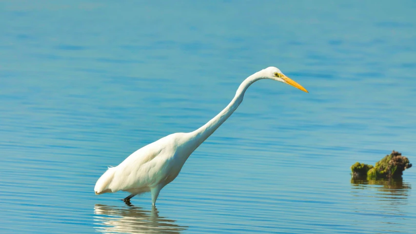 the large white bird stands in the water, looking for food