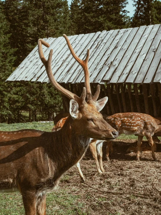 the deer is looking at the pographer