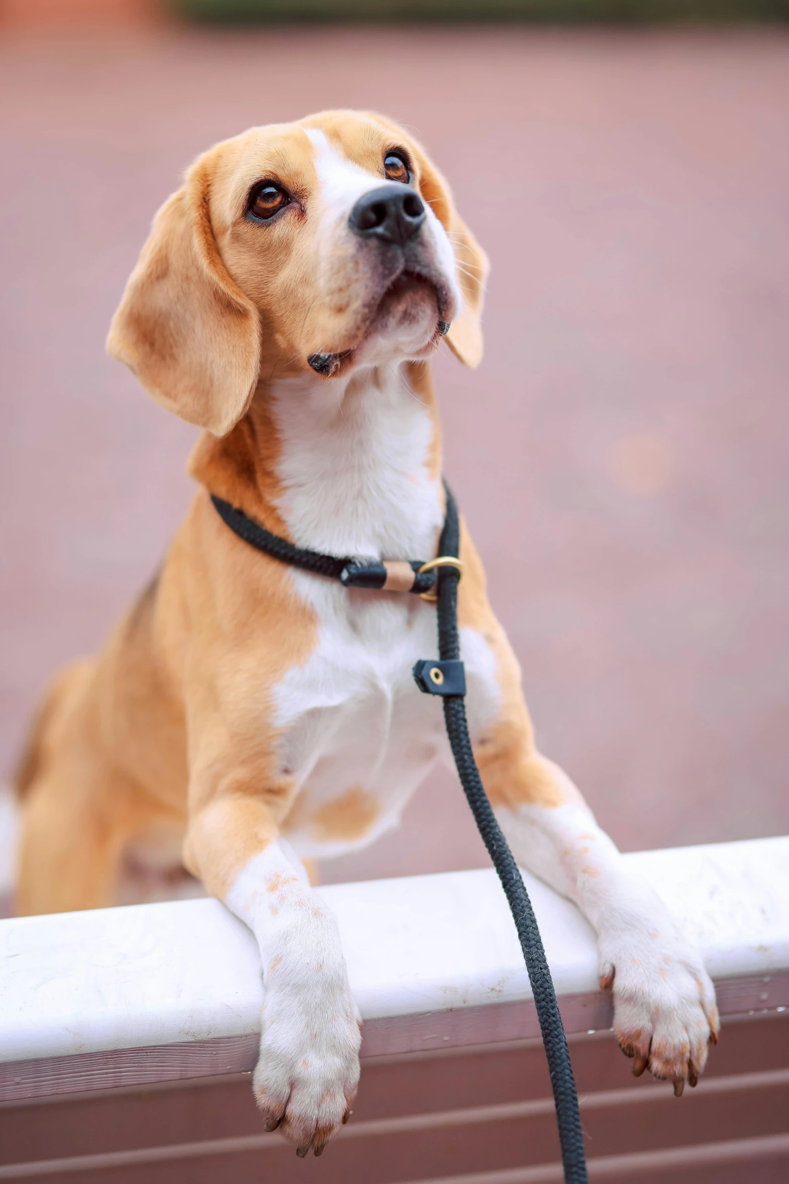 a little brown and white dog that is standing on a rail