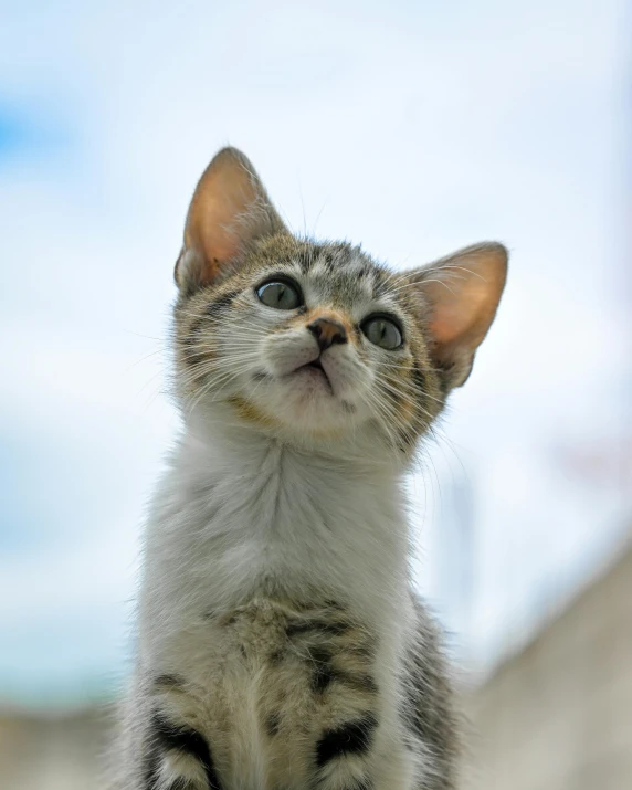 a kitten staring up at soing, with a sky background