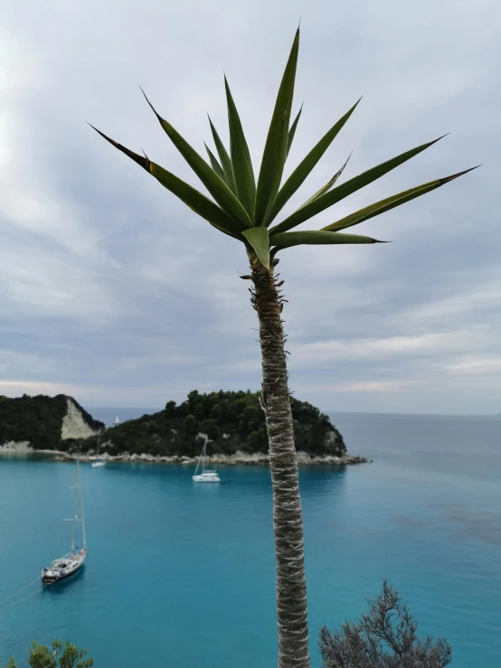 a lone palm tree on the shore near a boat