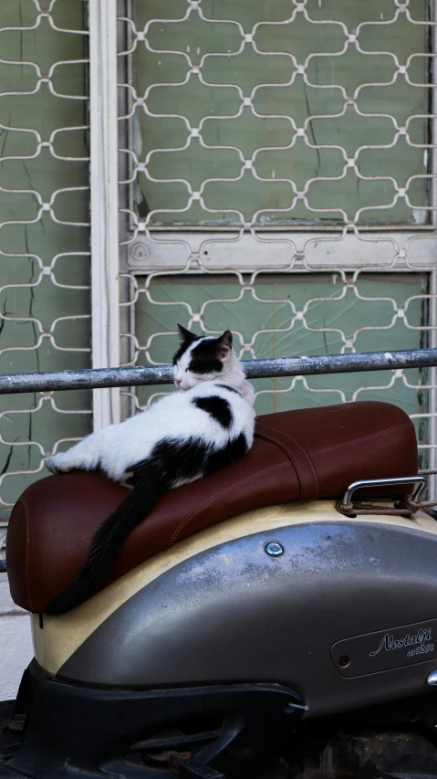 a cat is sitting on the seat of a parked motor bike