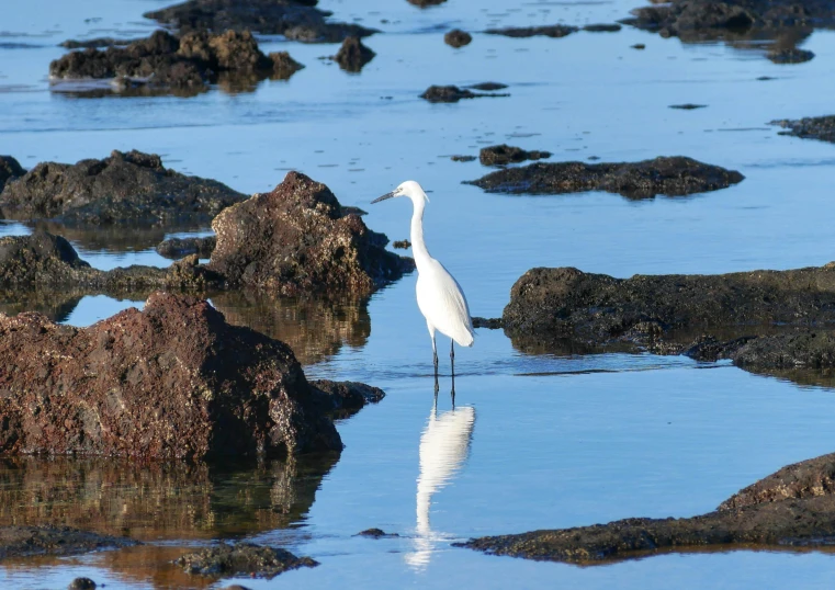 a white bird standing in a tide pool with water all around