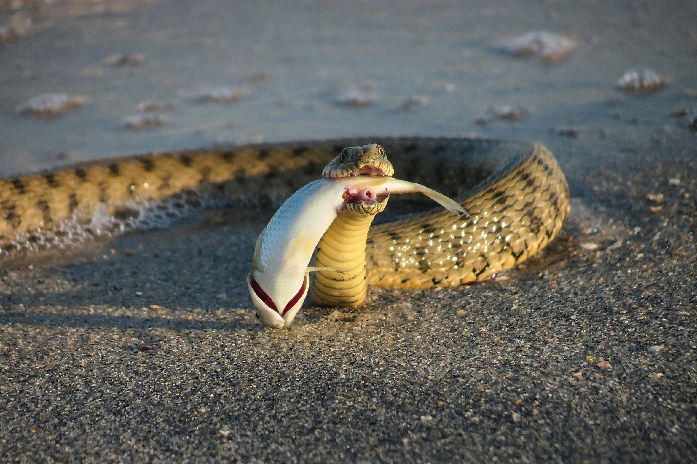 a fish with a long neck on the sand