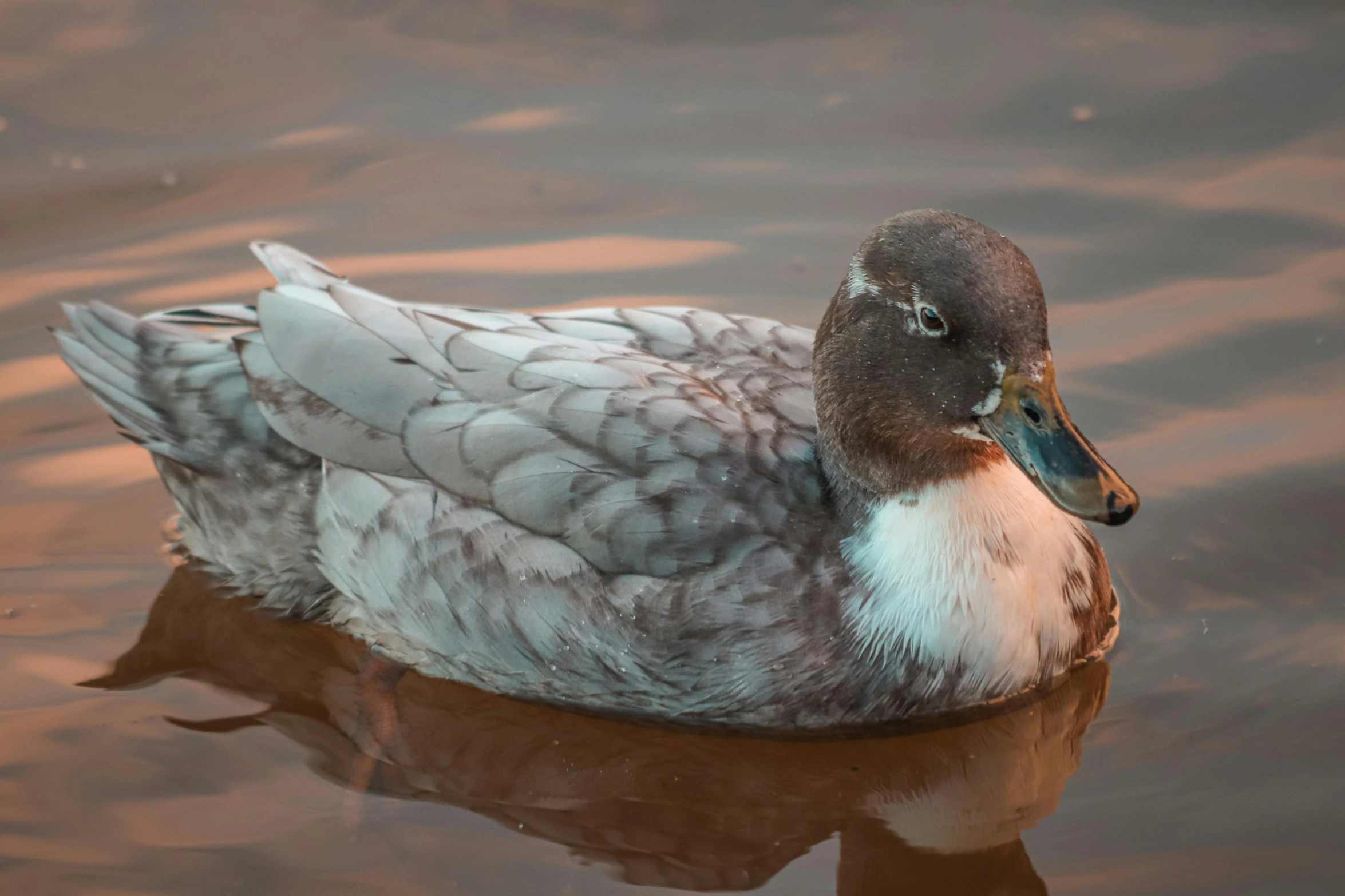 a duck is floating on the surface of a body of water